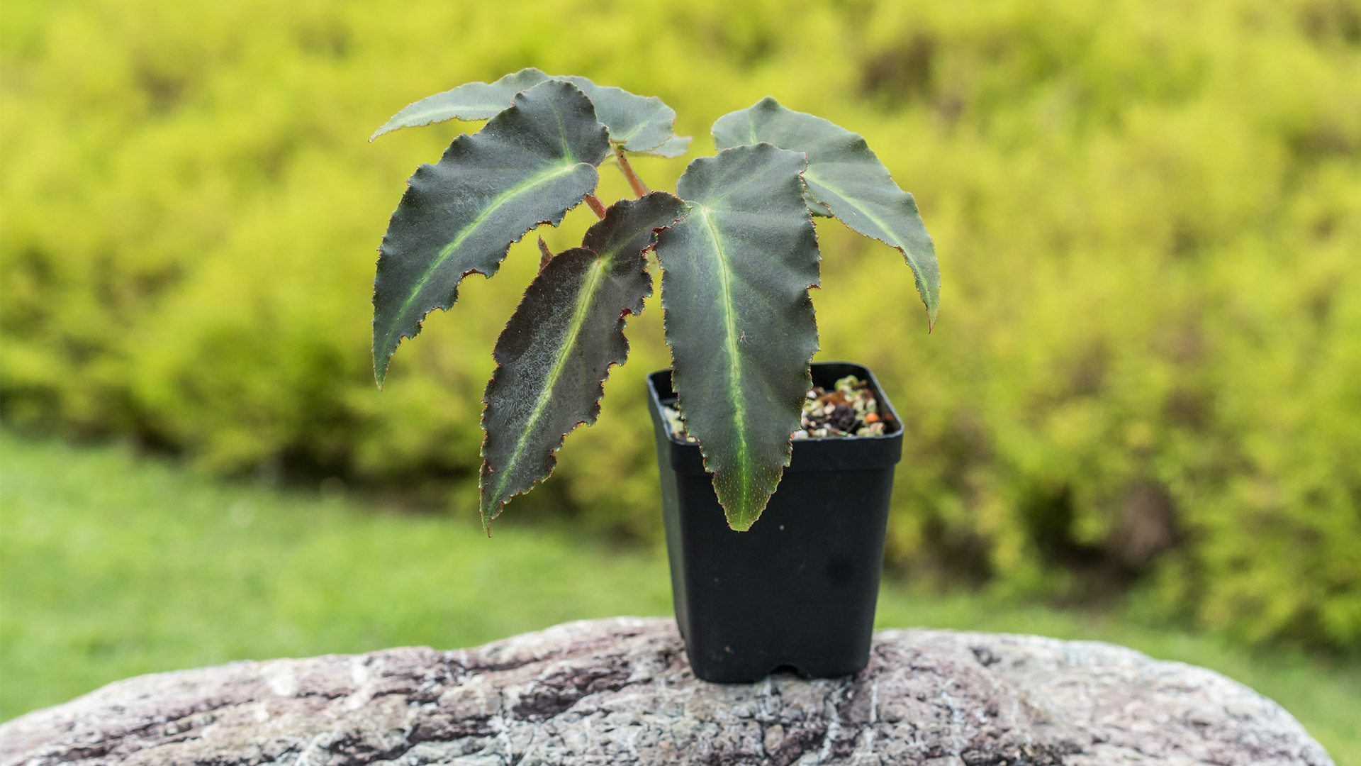 &lt;b&gt;&lt;i&gt;Begonia&lt;/i&gt;&lt;/b&gt; 'Magdalene Madsen'