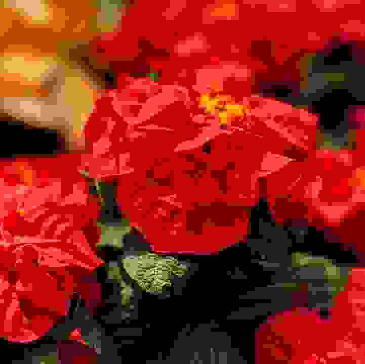 Poinsettia Wishes 2023