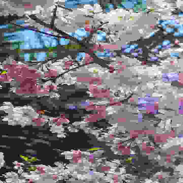Sakura 2024