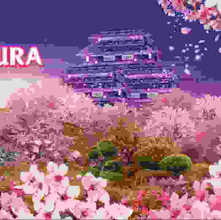 Sakura