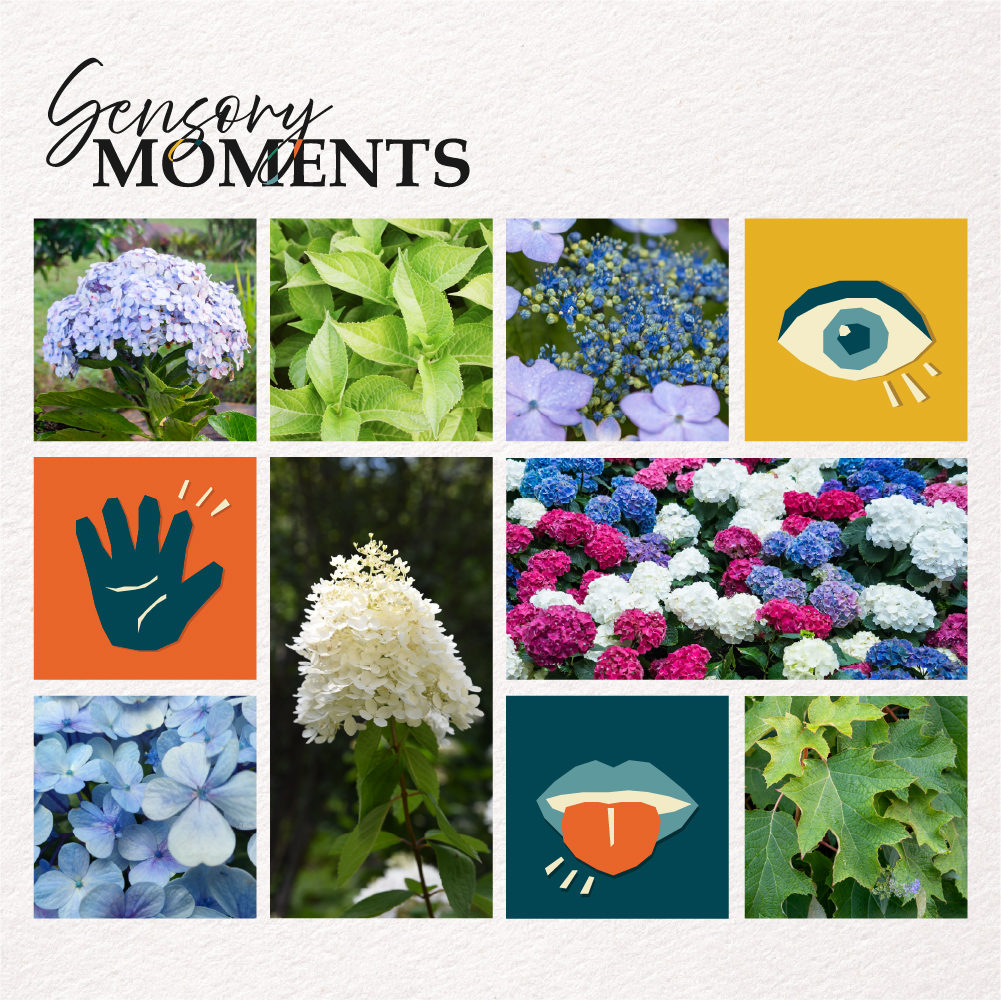 Sensory Moments &ndash; Blue Beauties