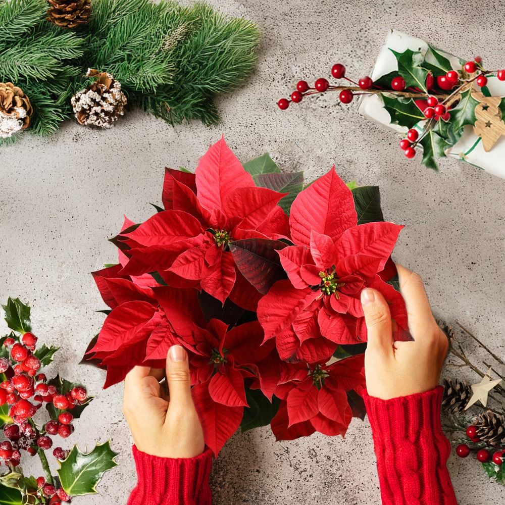 Sensory Moments &ndash; Christmas Train Show