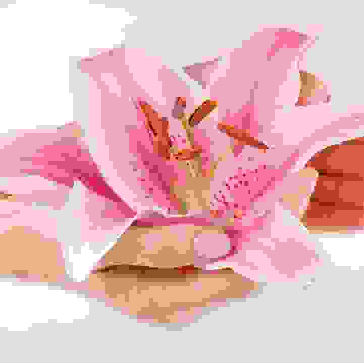 Sensory Moments &ndash; Lilytopia
