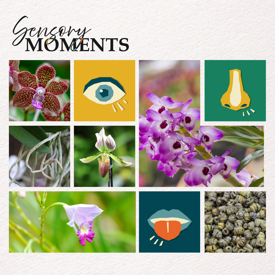 Sensory Moments &ndash; Orchid Extravaganza