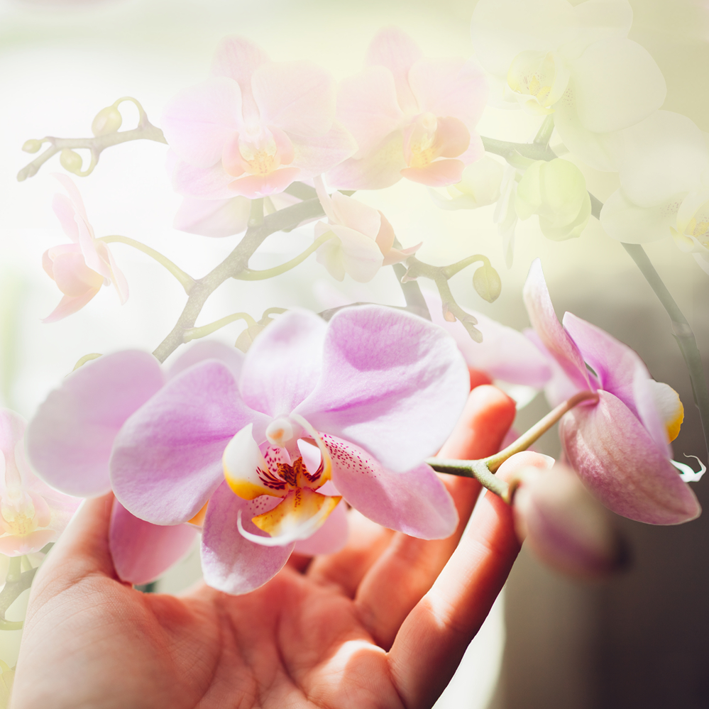 Sensory Moments &ndash; Orchid Extravaganza