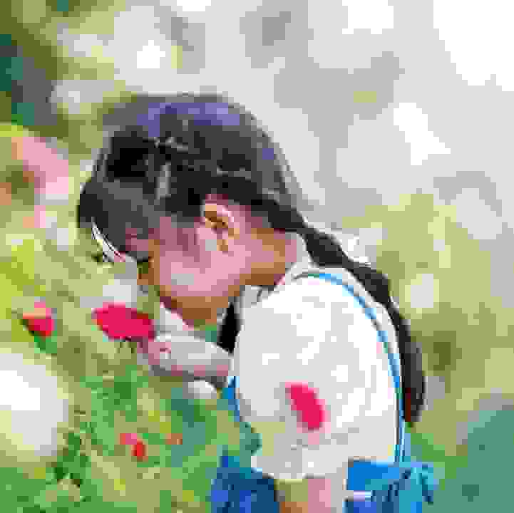 Sensory Moments &ndash; Rose Romance