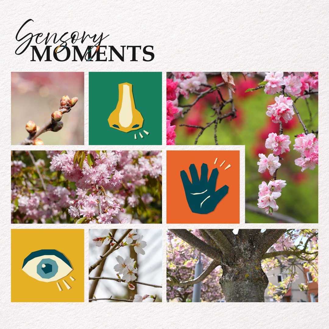Sensory Moments &ndash; Sakura