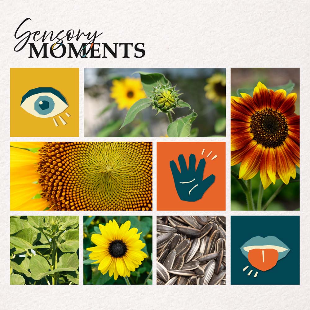 Sensory Moments - Sunflower Surprise