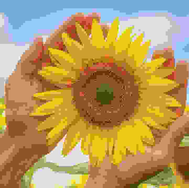 Sensory Moments &ndash; Sunflower Surprise