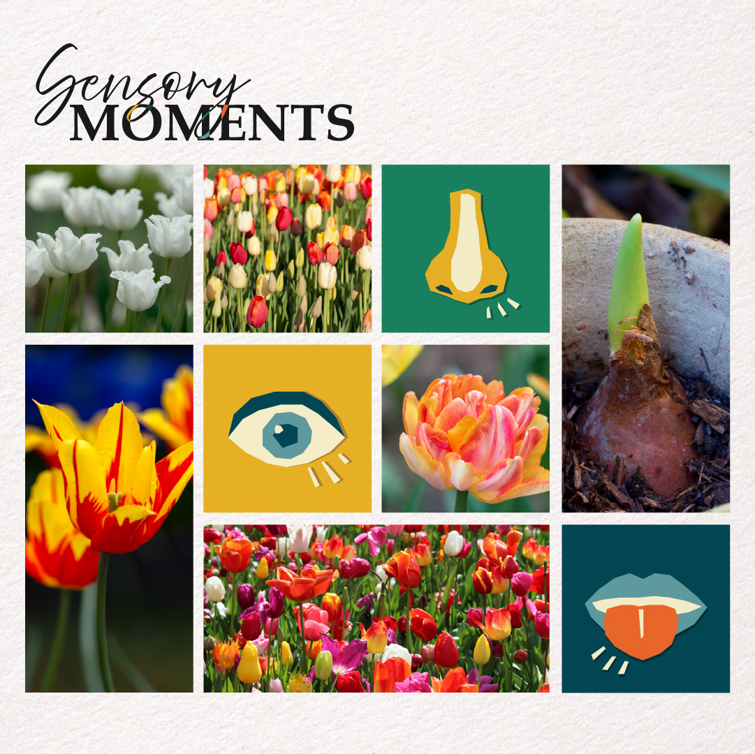 Sensory Moments - Tulipmania