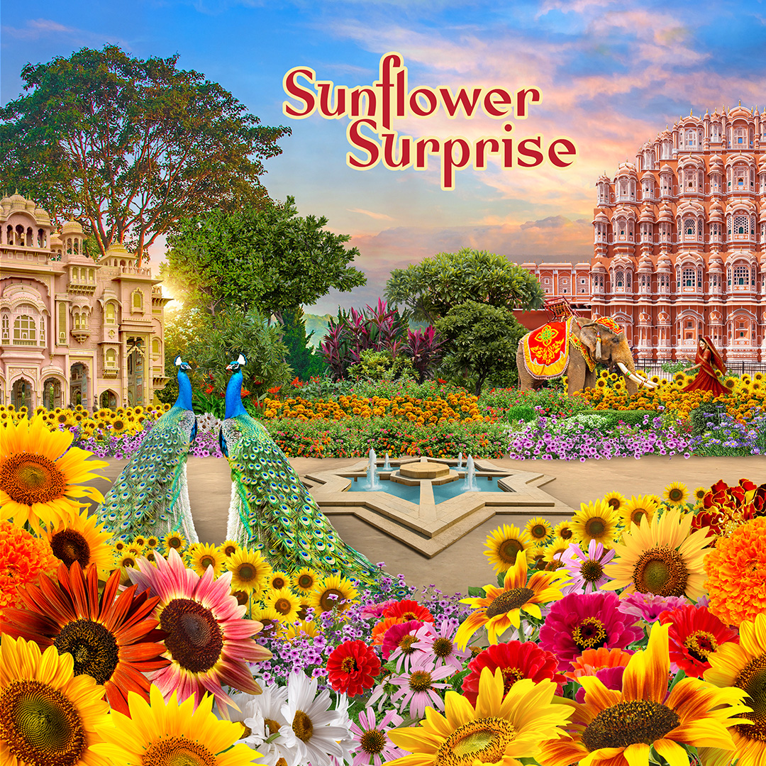 Sunflower Surprise