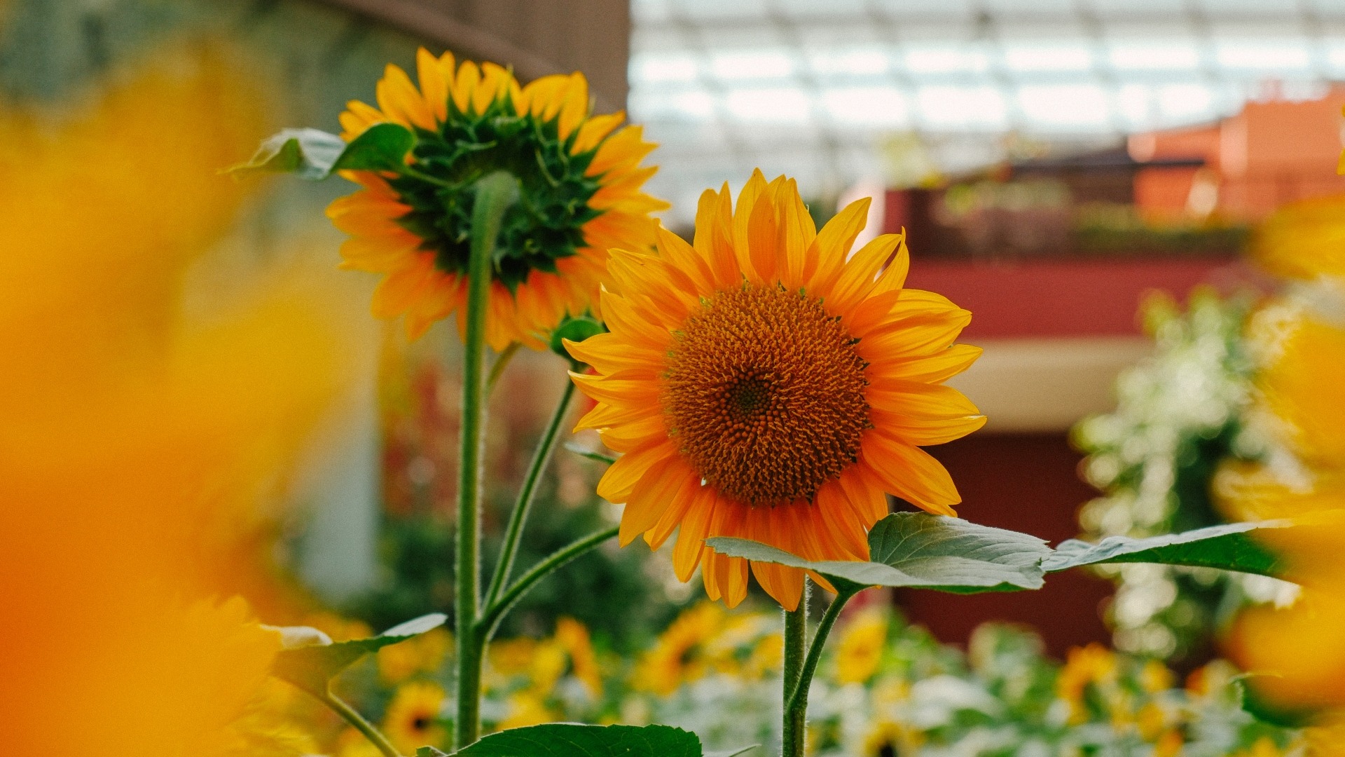 Gardens by the bay