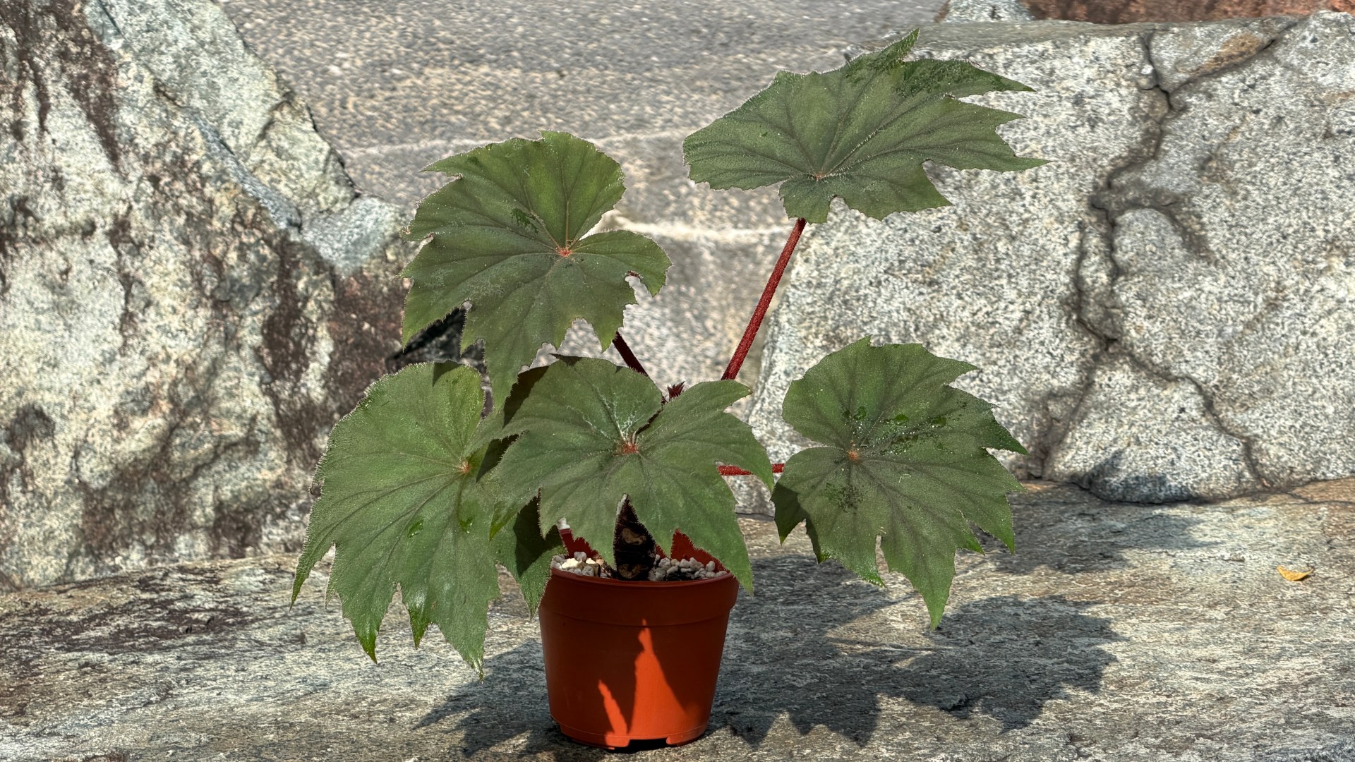 &lt;b&gt;&lt;i&gt;Begonia&lt;/i&gt; 'Caribbean King'&lt;/b&gt;