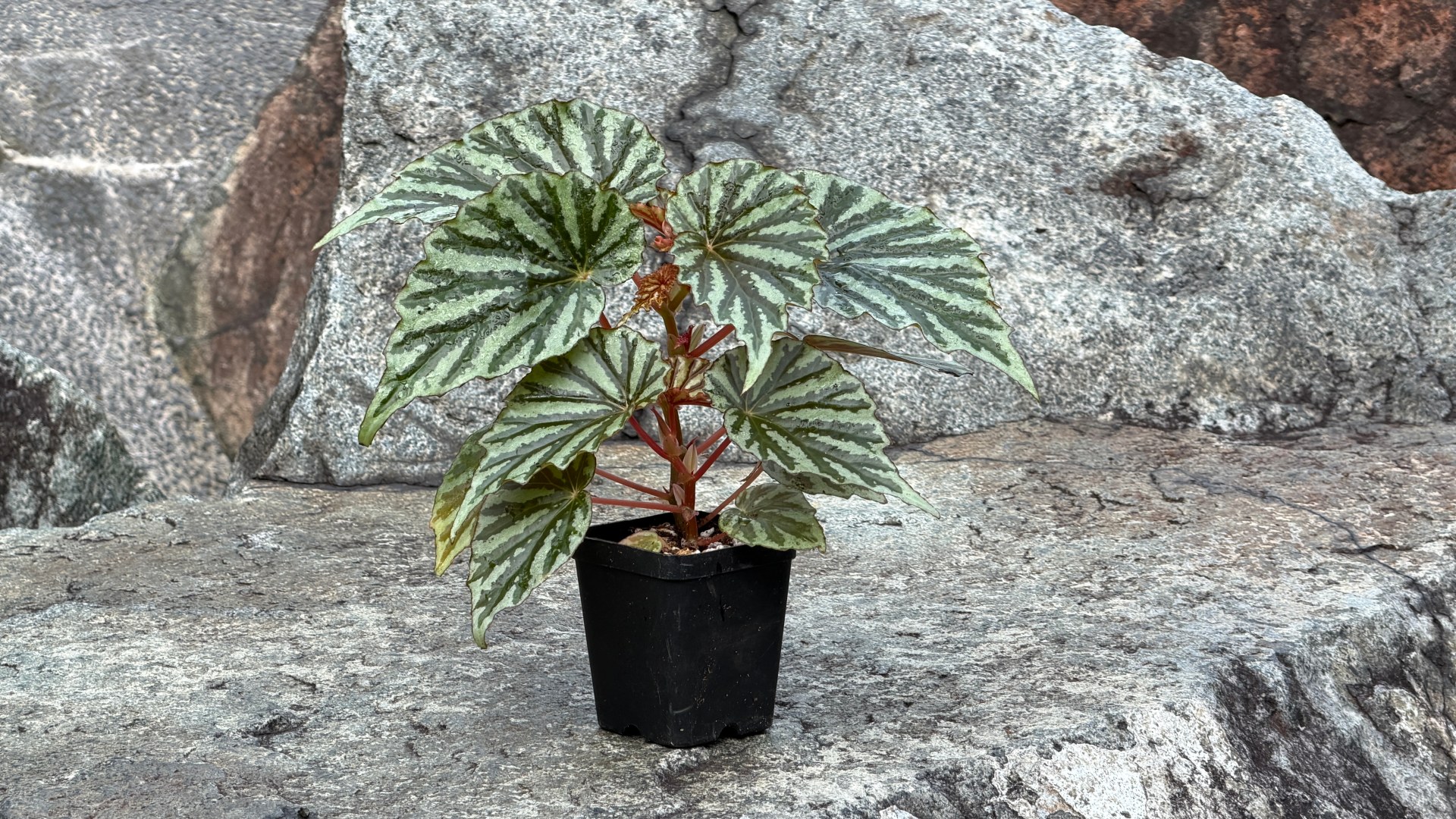 &lt;b&gt;&lt;i&gt;Begonia&lt;/i&gt; 'Irian Jaya'&lt;/b&gt;