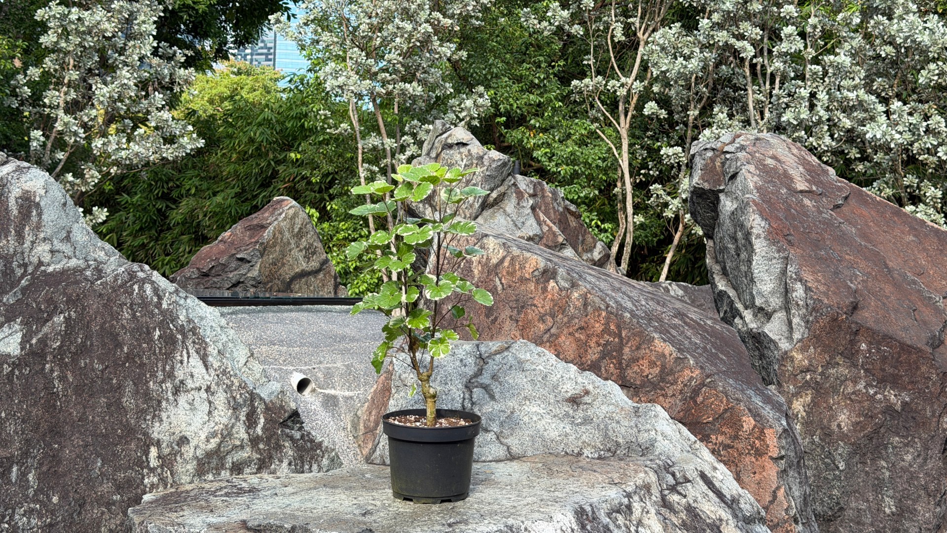 &lt;b&gt;&lt;i&gt;Polyscias balfouriana&lt;/i&gt; 'Marginata&rsquo;&lt;/b&gt;