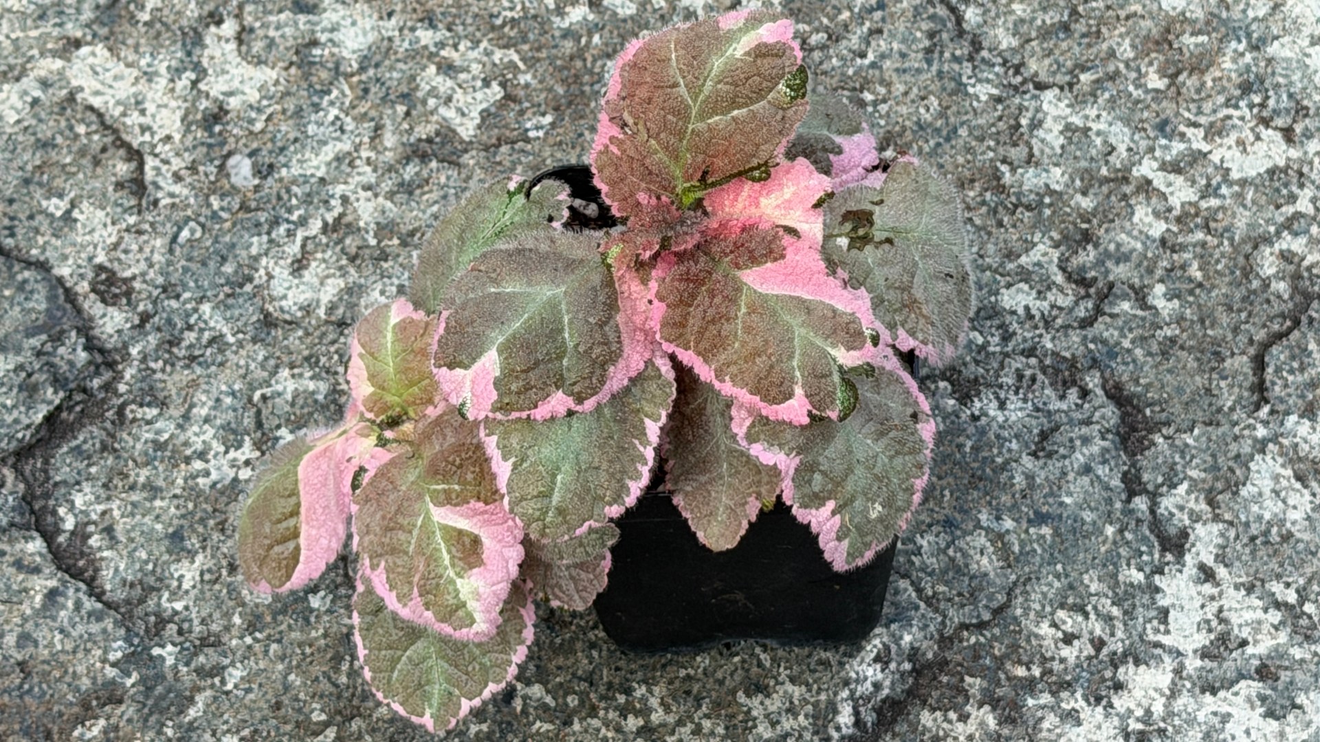 &lt;b&gt;&lt;i&gt;Episcia&lt;/i&gt; 'Pink Smoke'&lt;/b&gt;