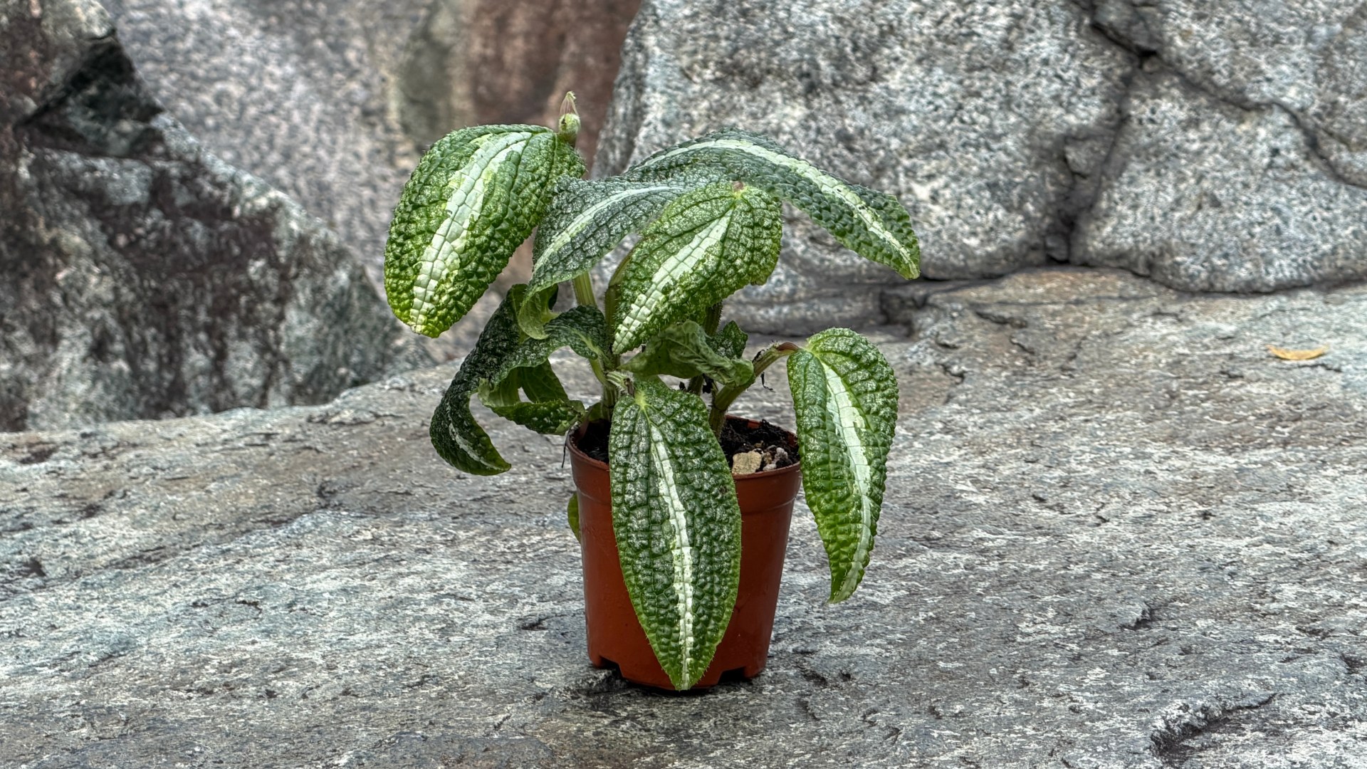 &lt;b&gt;&lt;i&gt;Piper marsupiiferum&lt;/i&gt;&lt;/b&gt;