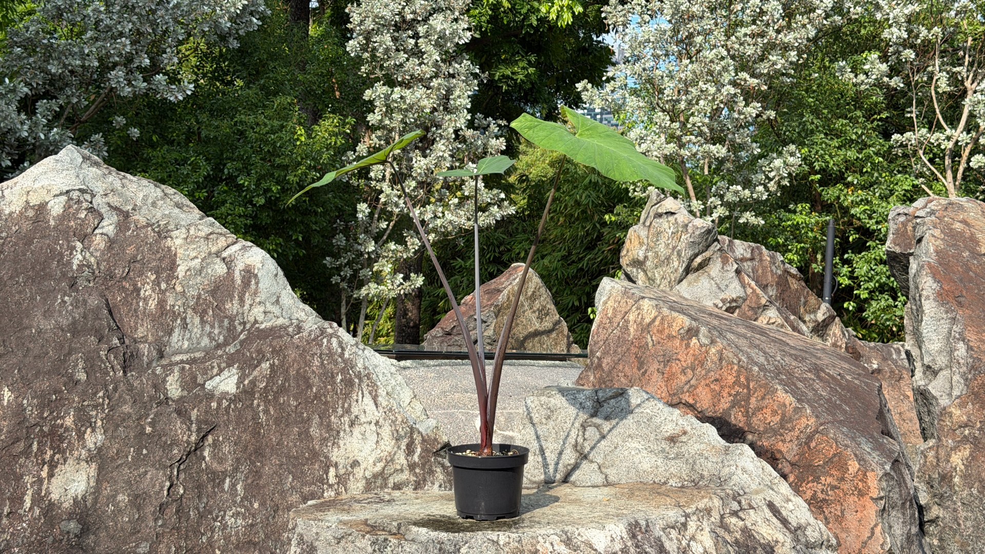 &lt;b&gt;&lt;i&gt;Xanthosoma sagittifolium &lt;/i&gt;var. &lt;i&gt;violaceum&lt;/i&gt;&lt;/b&gt;