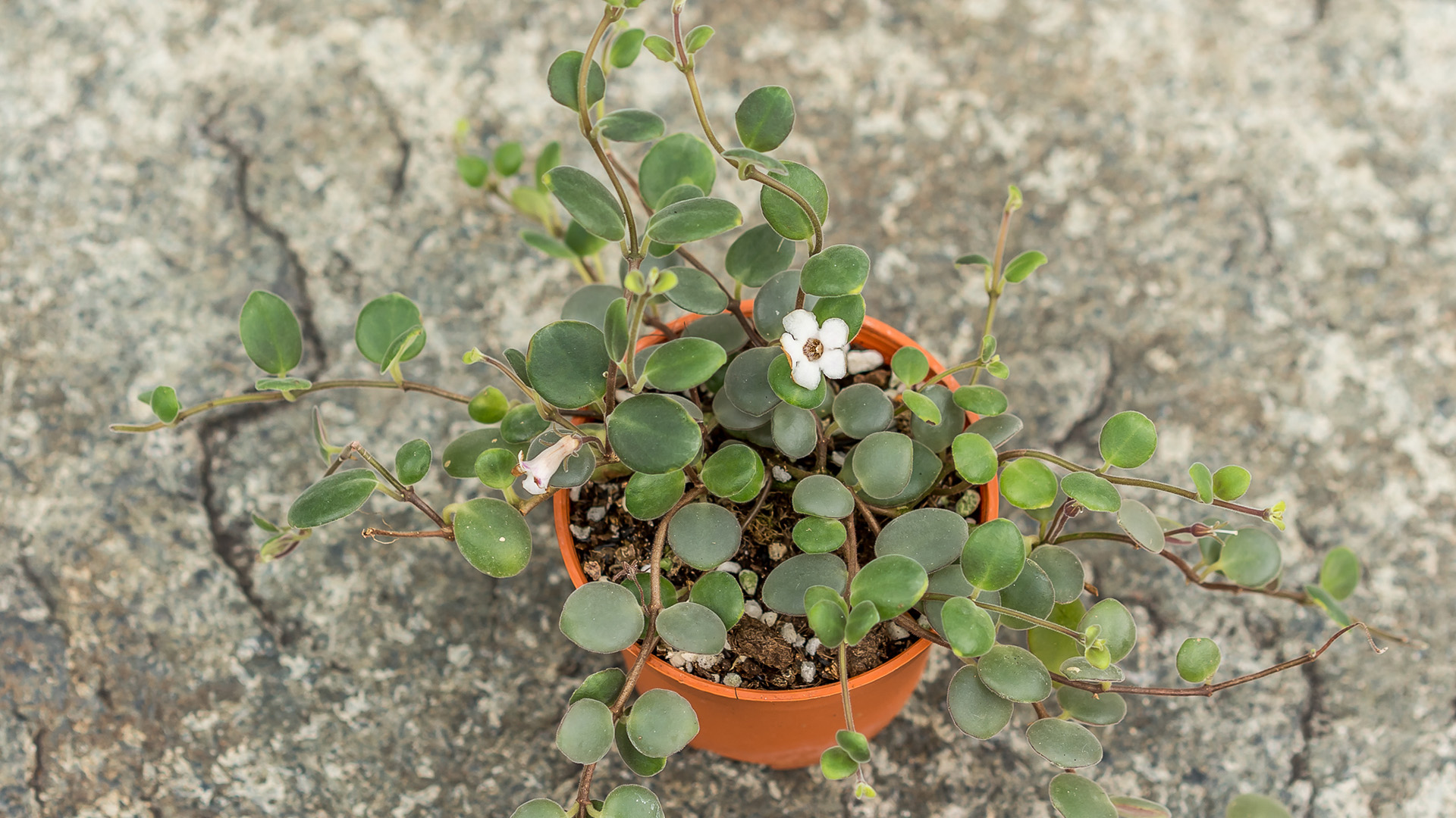 &lt;b&gt;&lt;i&gt;Codonanthe devosiana&lt;/b&gt;&lt;/i&gt;
