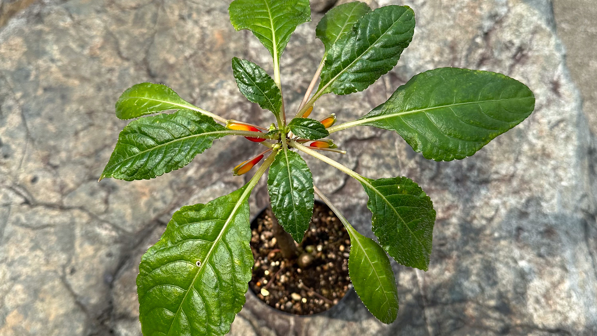 &lt;b&gt;&lt;i&gt;Impatiens niamniamensis&lt;/b&gt;&lt;/i&gt;