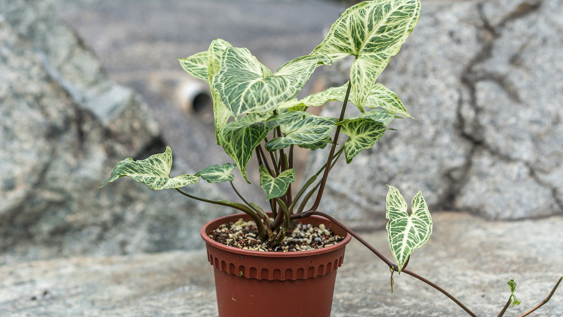 &lt;b&gt;&lt;i&gt;Syngonium&lt;/i&gt;&lt;/b&gt; 'Batik'