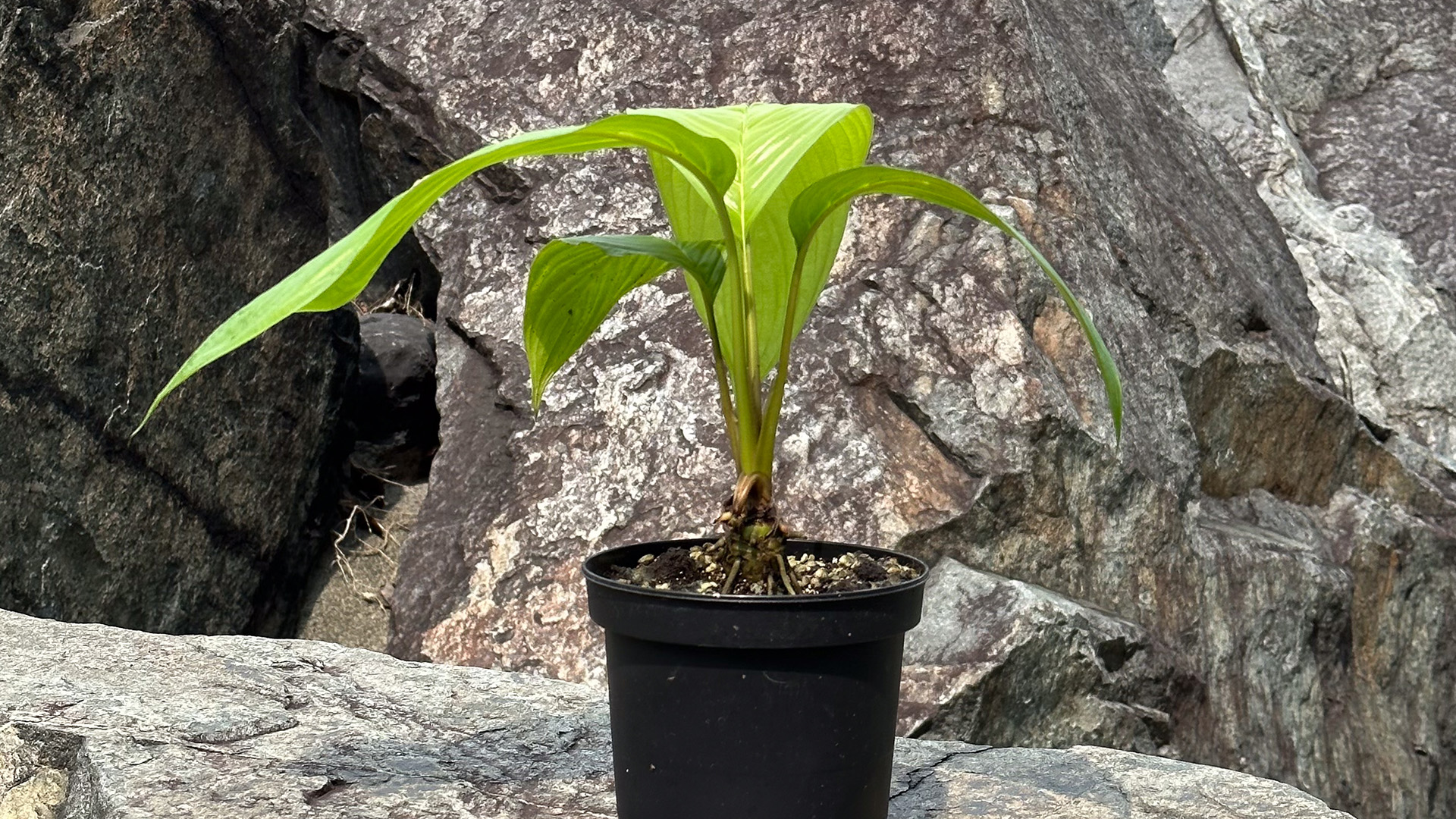 &lt;b&gt;&lt;i&gt;Tacca integrifolia&lt;/b&gt;&lt;/i&gt;