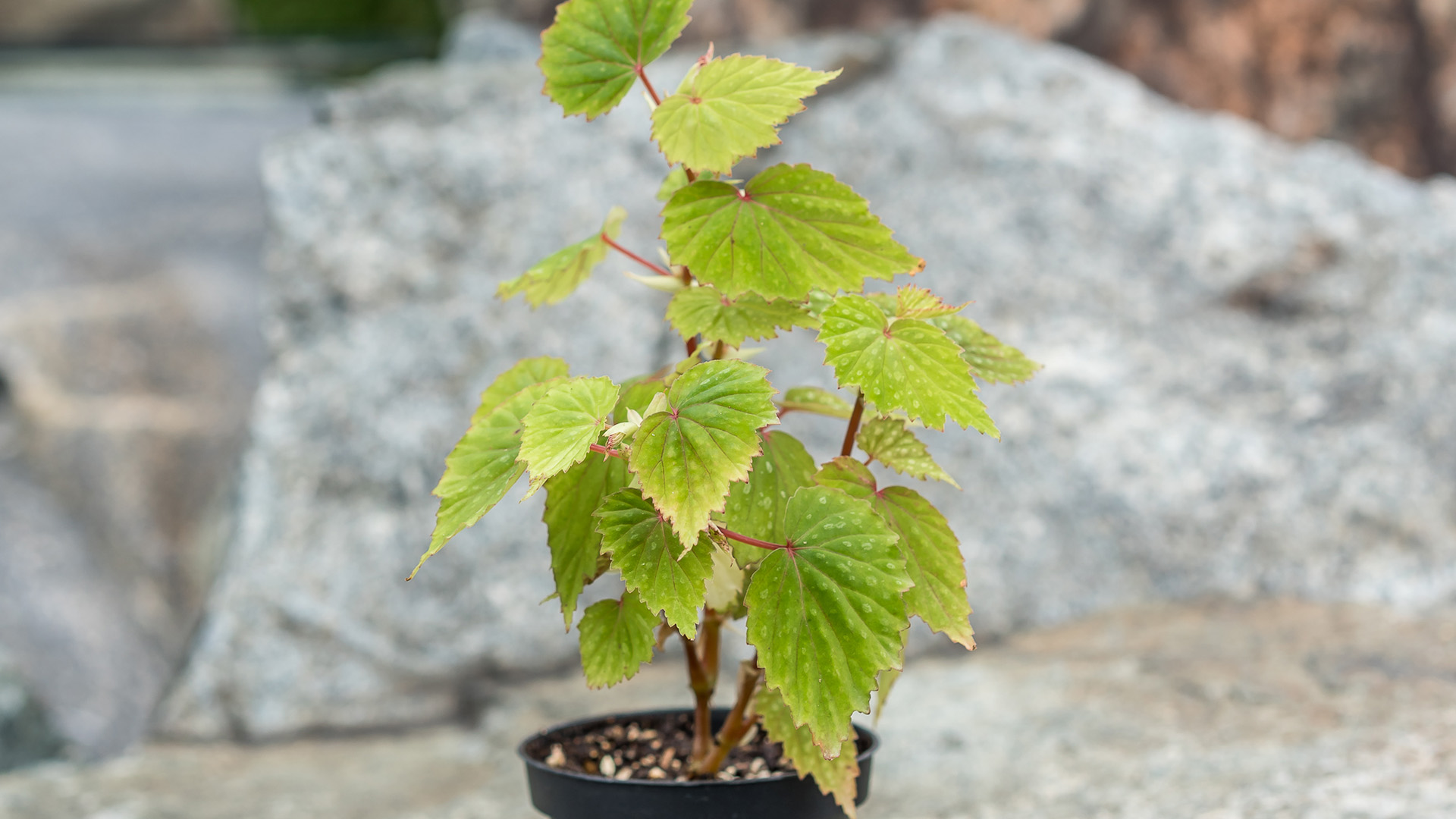 &lt;b&gt;&lt;i&gt;Begonia&lt;/i&gt;&lt;/b&gt; 'Moon Maid'
