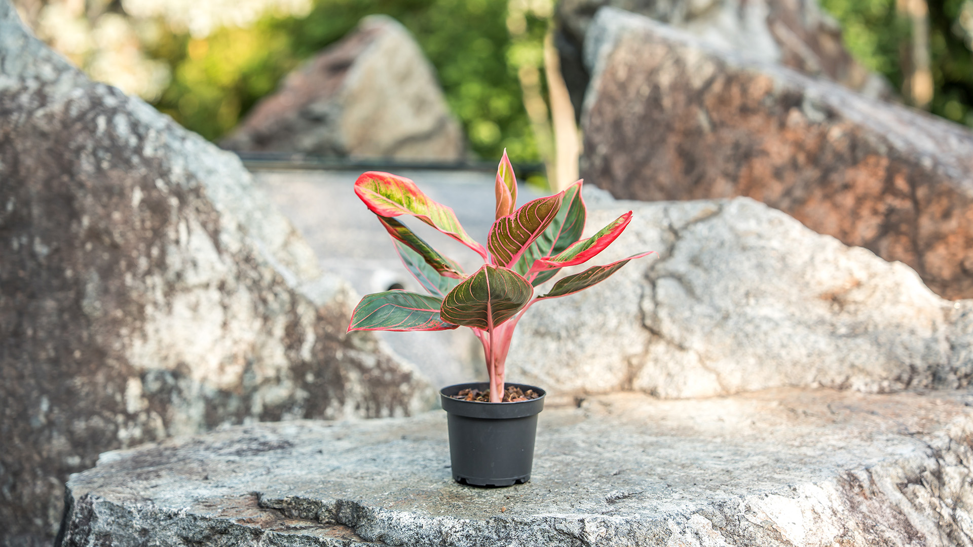 <b><i>Aglaonema</i>&amp;nbsp; 'Lipstick Kanza&rsquo;</b>