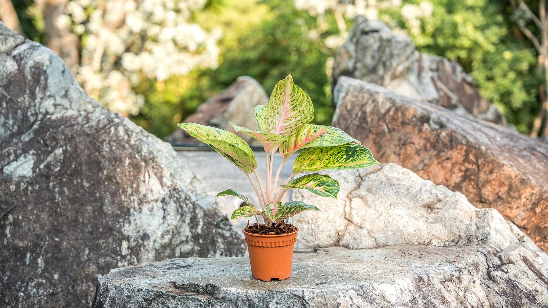 <b><i>Aglaonema</i>&amp;nbsp; 'Settee Ruay Lap&rsquo;</b>