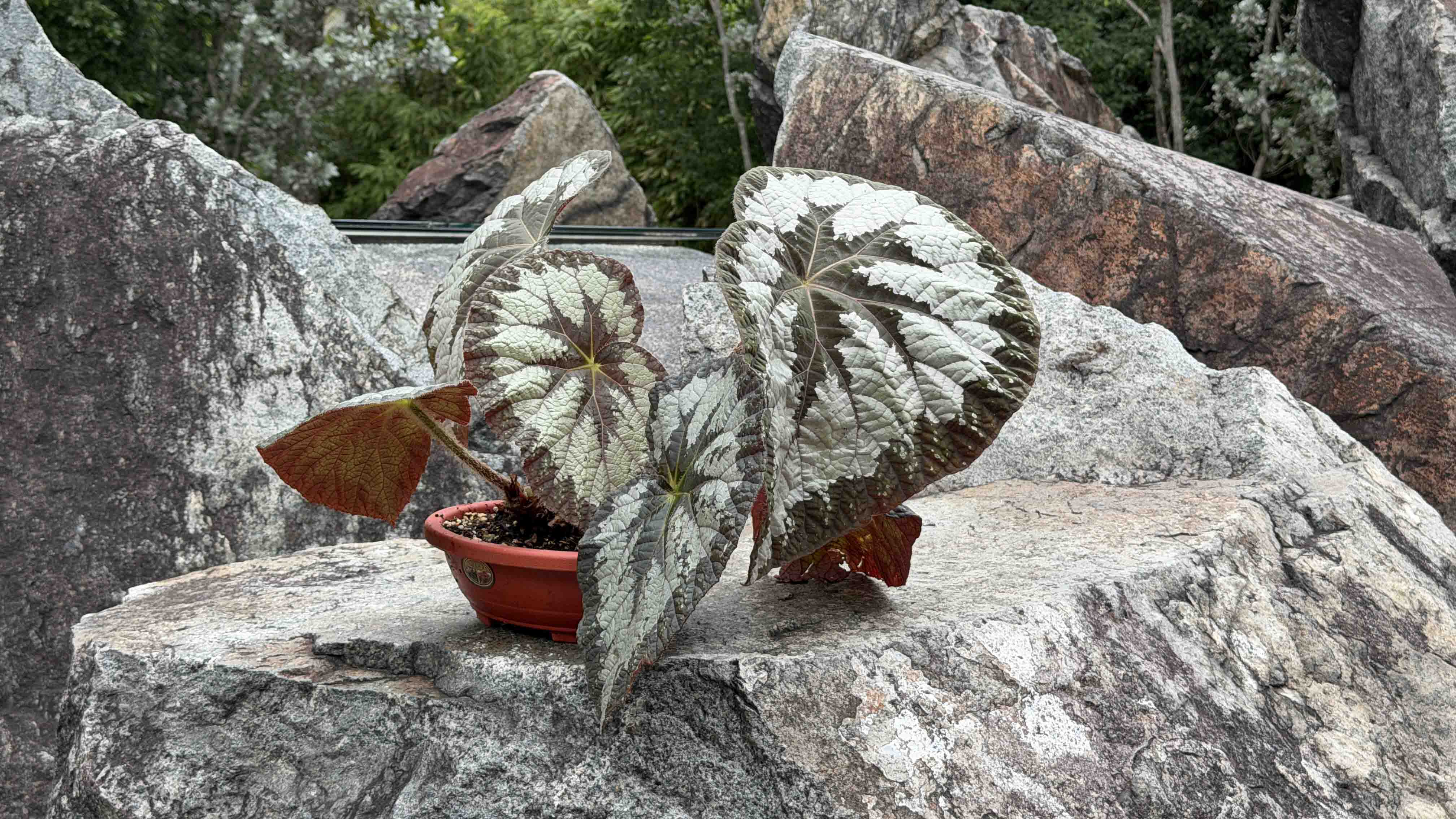 <b><i>Begonia</i>&amp;nbsp; 'Elephant Ear&rsquo;</b>