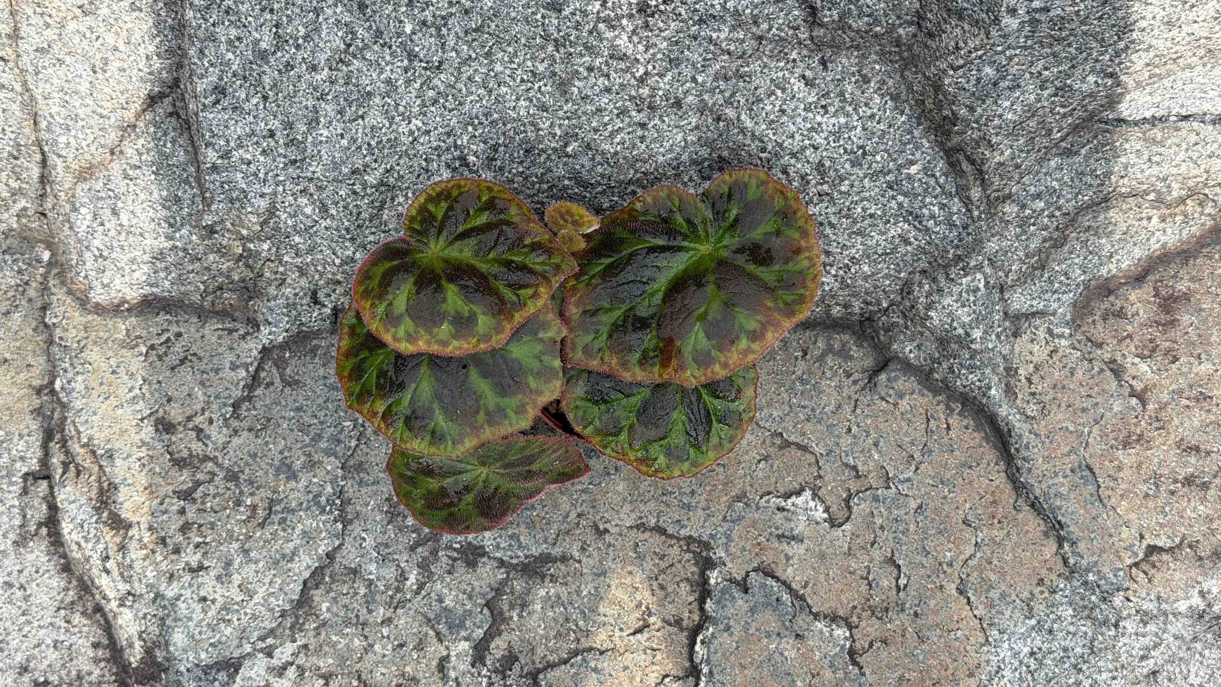 <b><i>Begonia luzhaiensis</i></b>