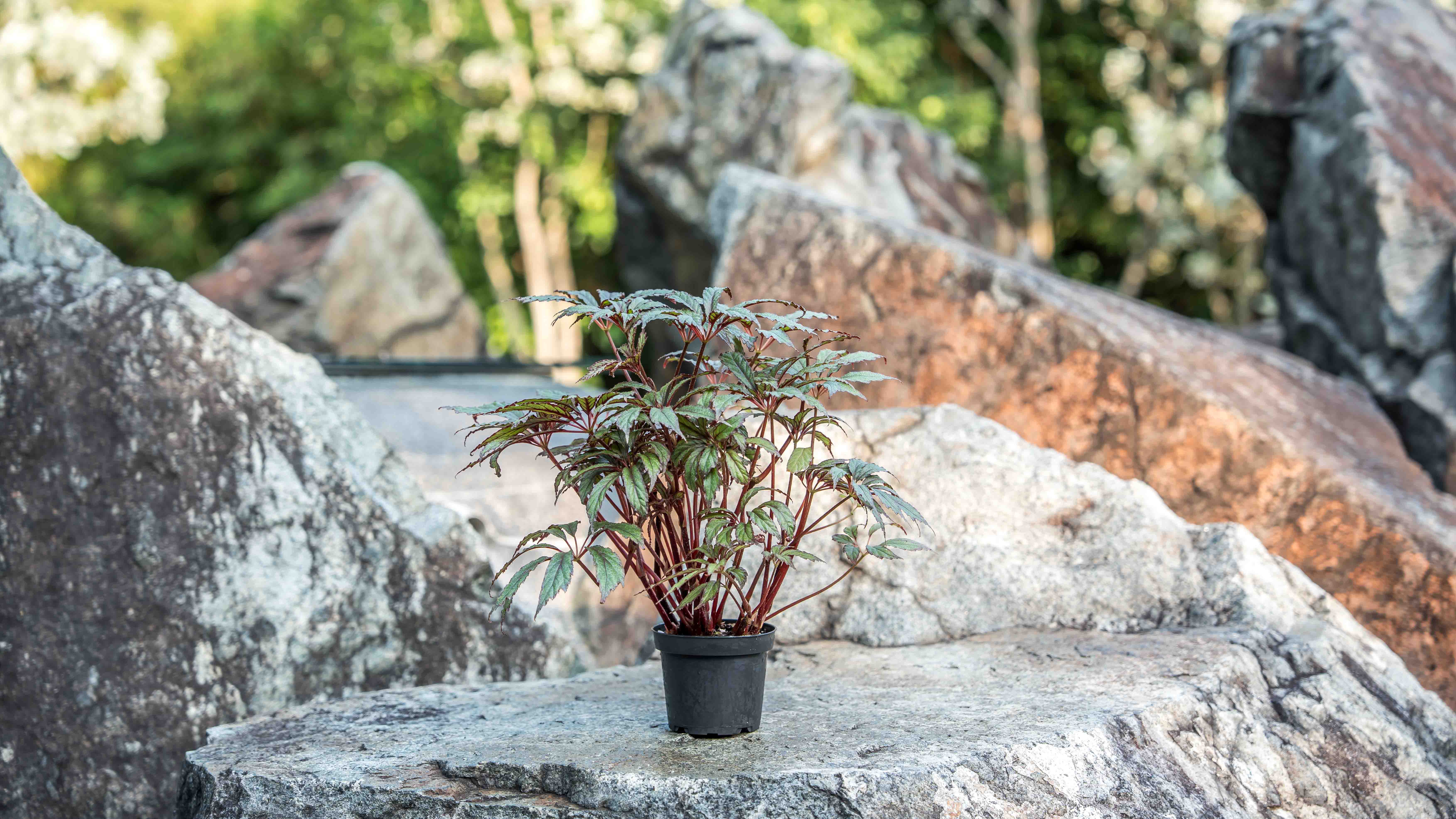 <b><i>Begonia</i>&amp;nbsp; 'Frosted Star'</b>