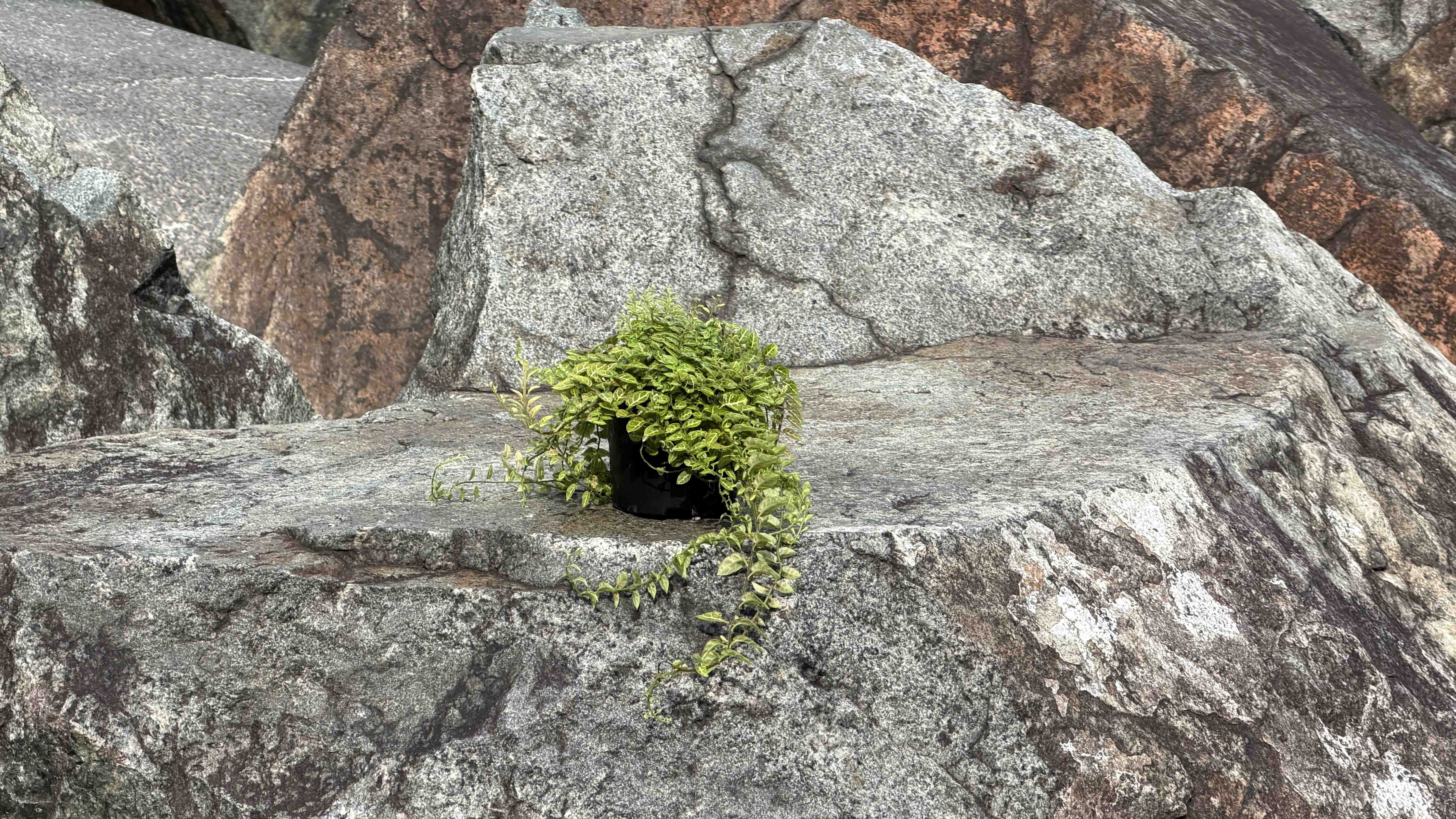 <b><i>Solanum evolvulifolium</i></b>