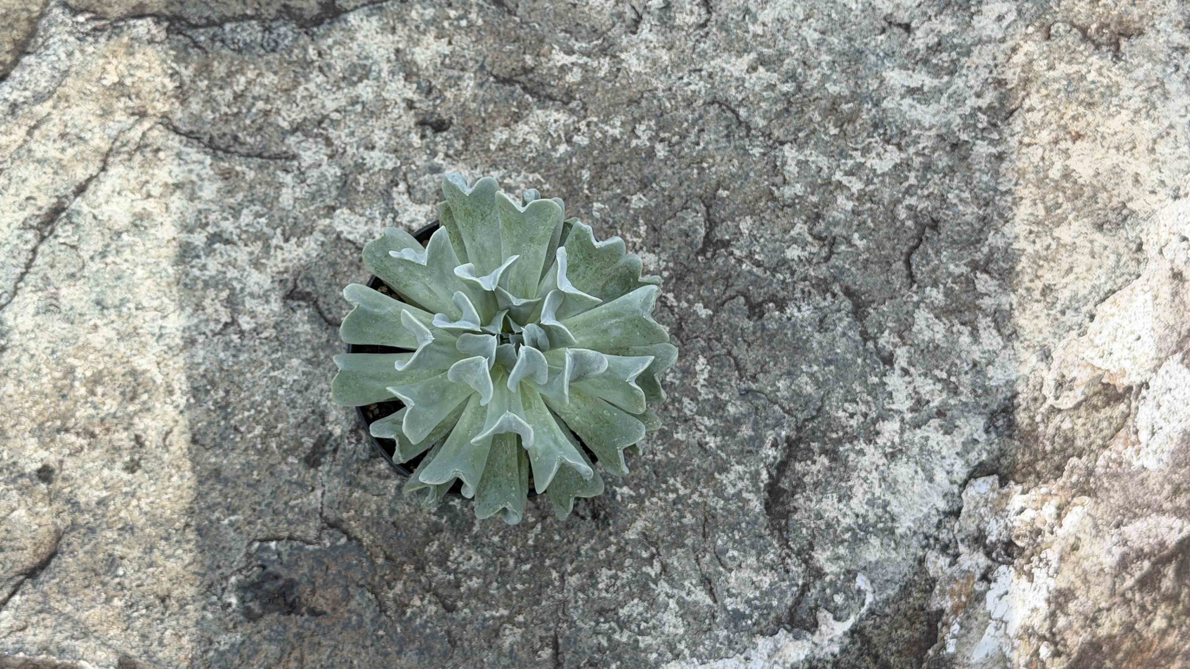 <b><i>Echeveria runyonii</i>&amp;nbsp; 'Topsy Turvy'</b>