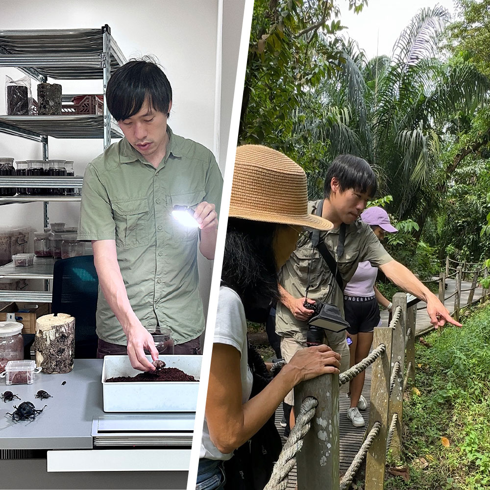 Tiny Garden Heroes: An Insect Expedition