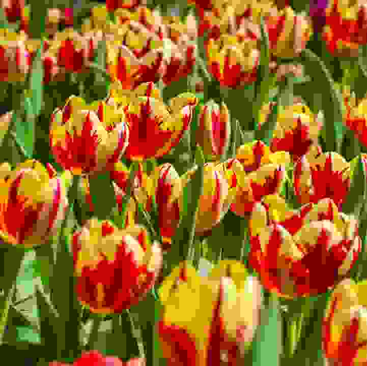 Tulipmania 2024