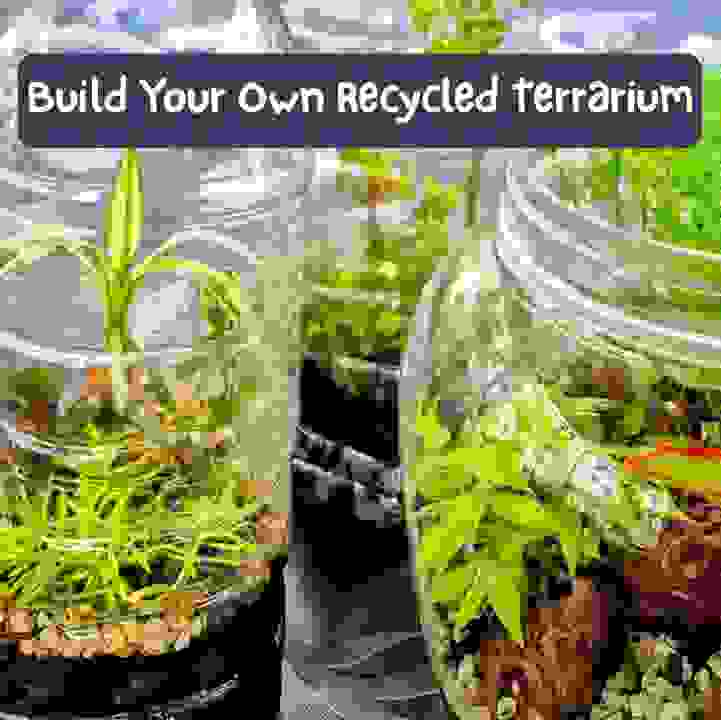 Upcycle &amp; Unwind: Make Your Own Terrarium