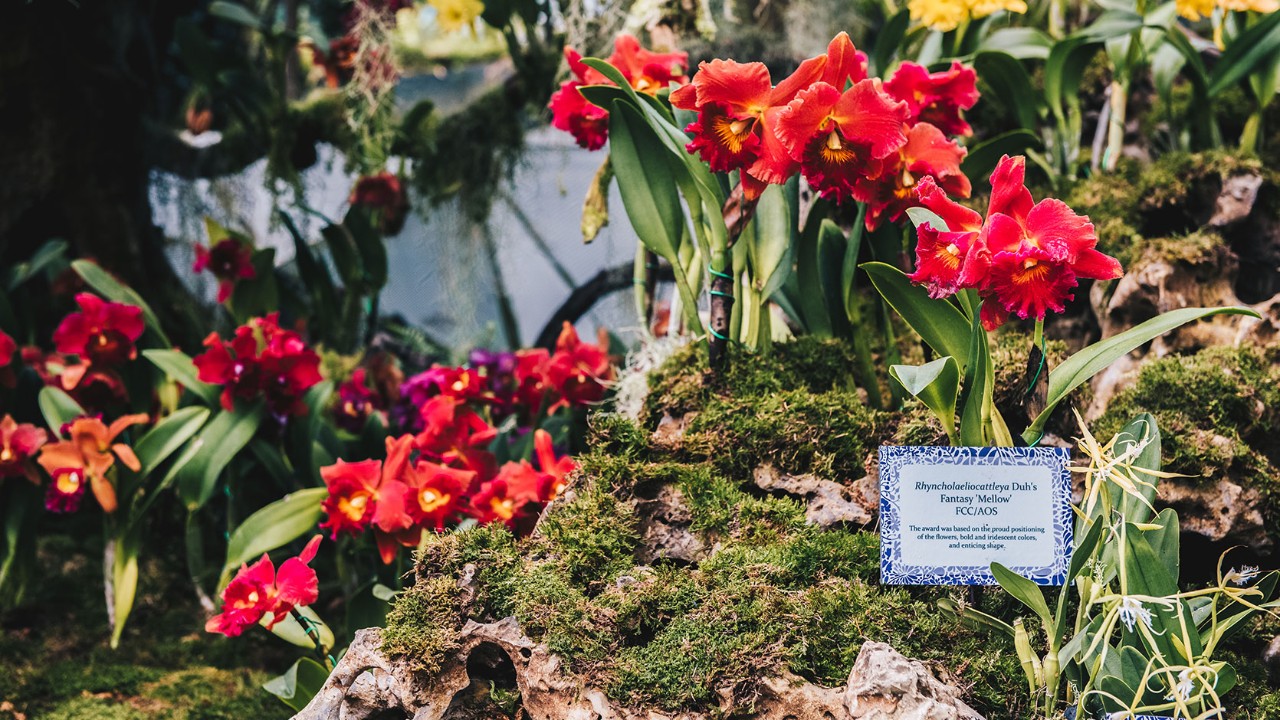 The inaugural biannual orchid display at Cloud Forest puts the spotlight on Cattleya orchids and their relatives, such as the Rhyncholaeliocattleya Duh’s Fantasy ‘Mellow’, which has showy blooms and a fragrant scent.