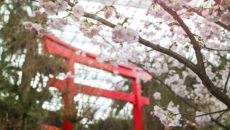 Prunus Accolade, with its simple pale pink flowers, is one of the cherry blossom varieties from last year’s floral display making a return to “Blossom Bliss” this year. 