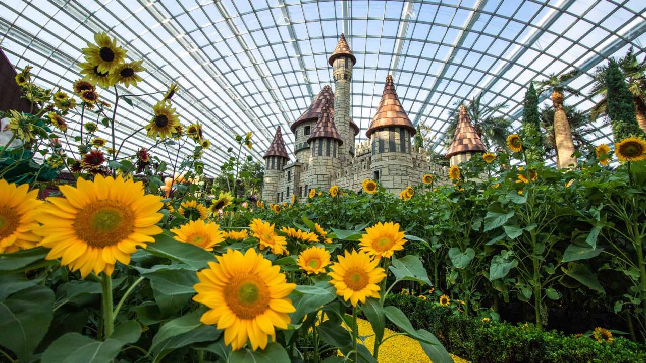 Follow the yellow brick road to Gardens by the Bay's first "Sunflower Surprise" floral display, which features over 10,000 sunflowers alongside scenes and characters from "The Wonderful Wizard of Oz”.