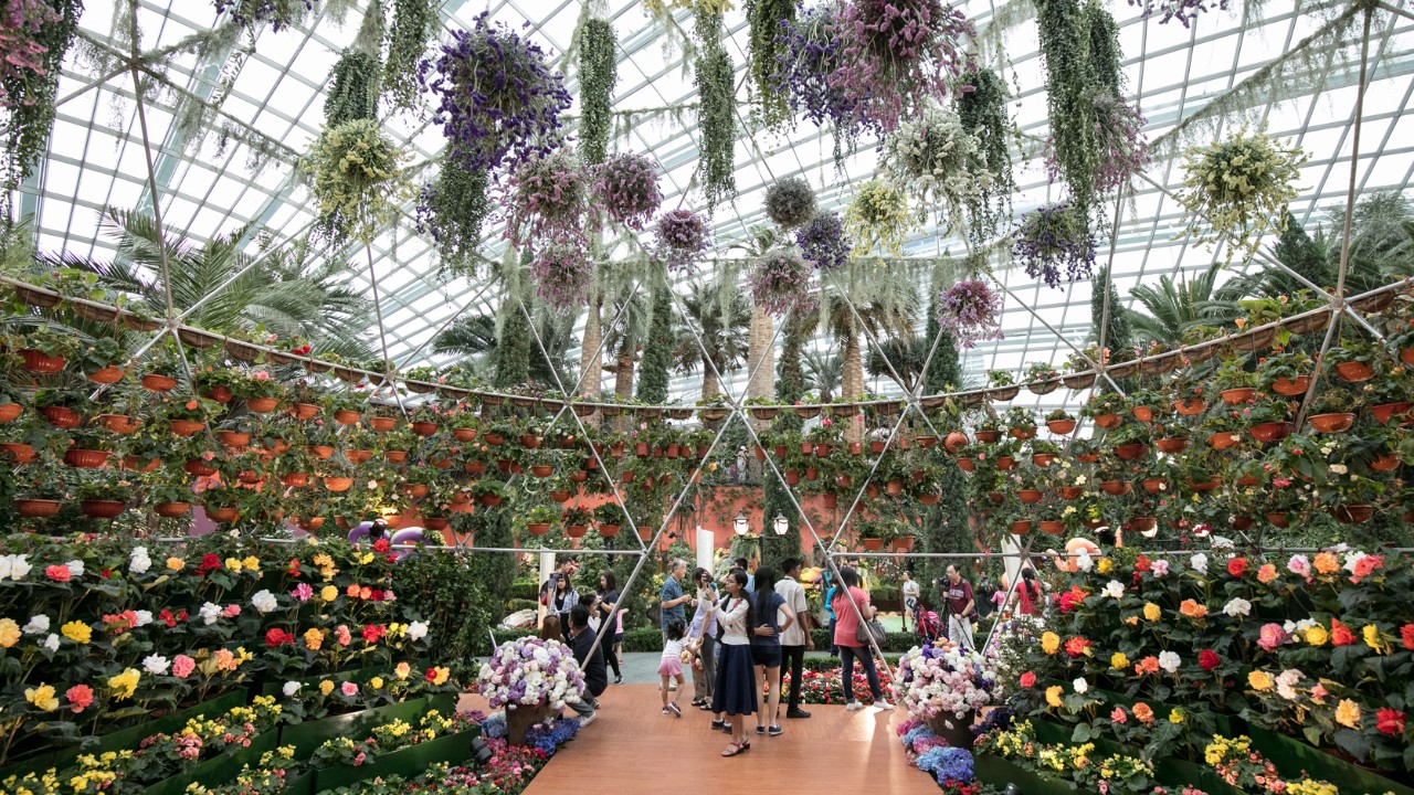 More than 600 begonias, including large begonia blooms grown by Gardens by the Bay, beckon visitors to the specially-constructed dome at the “Begonia Brilliance” floral display.