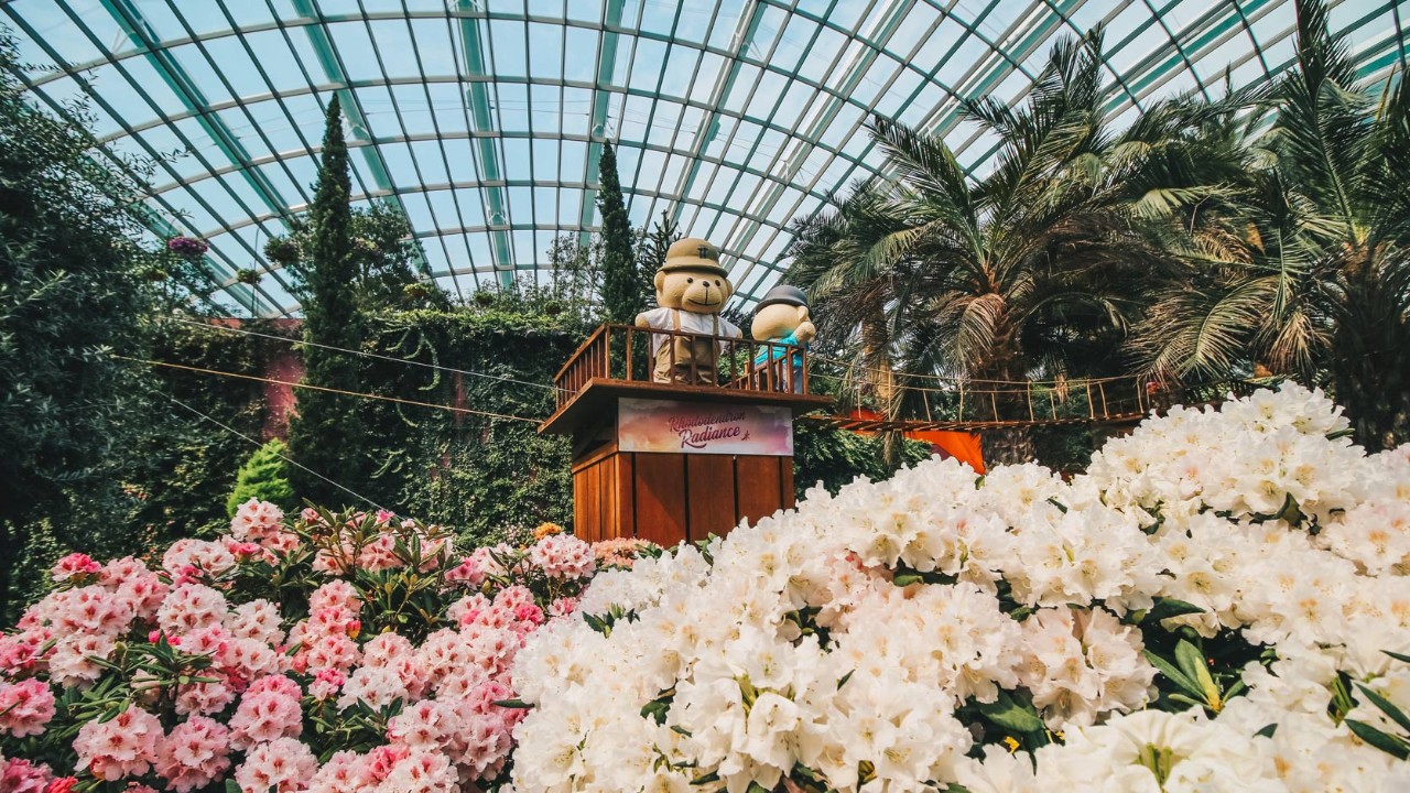 Rhododendron Radiance floral display