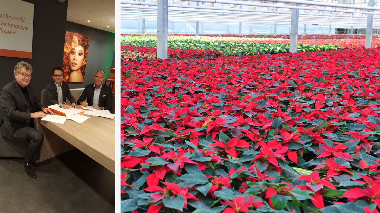 Left photo: (left to right) Biense Visser (CEO Dümmen Orange), Felix Loh (CEO Gardens by the Bay), Harry Kloppenburg (CCO Dümmen Orange). Right photo: The display of Dümmen Orange's finest cultivars of flowers at Gardens by the Bay will include interesting poinsettia cultivars of different colours for the Gardens' year-end floral display, Poinsetta Wishes.