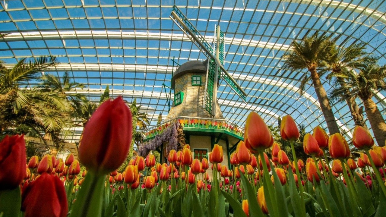 This year’s Tulipmania features an 8-metre-tall windmill amidst colourful rows of tulips, in a pastoral landscape inspired by the Dutch countryside.