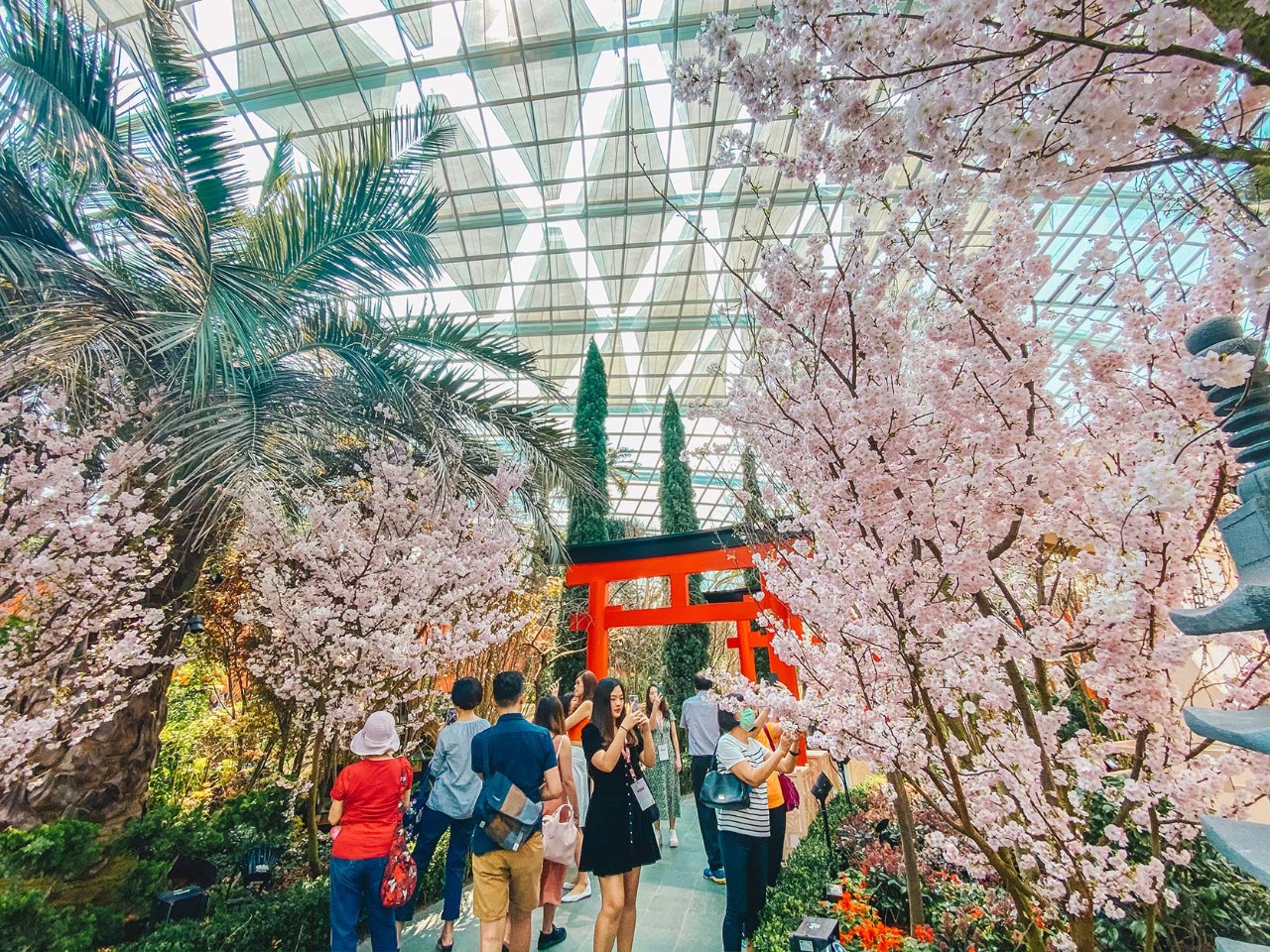  Sakura Matsuri returns to Gardens by the Bay with more than 500 cherry and peach blossom trees.