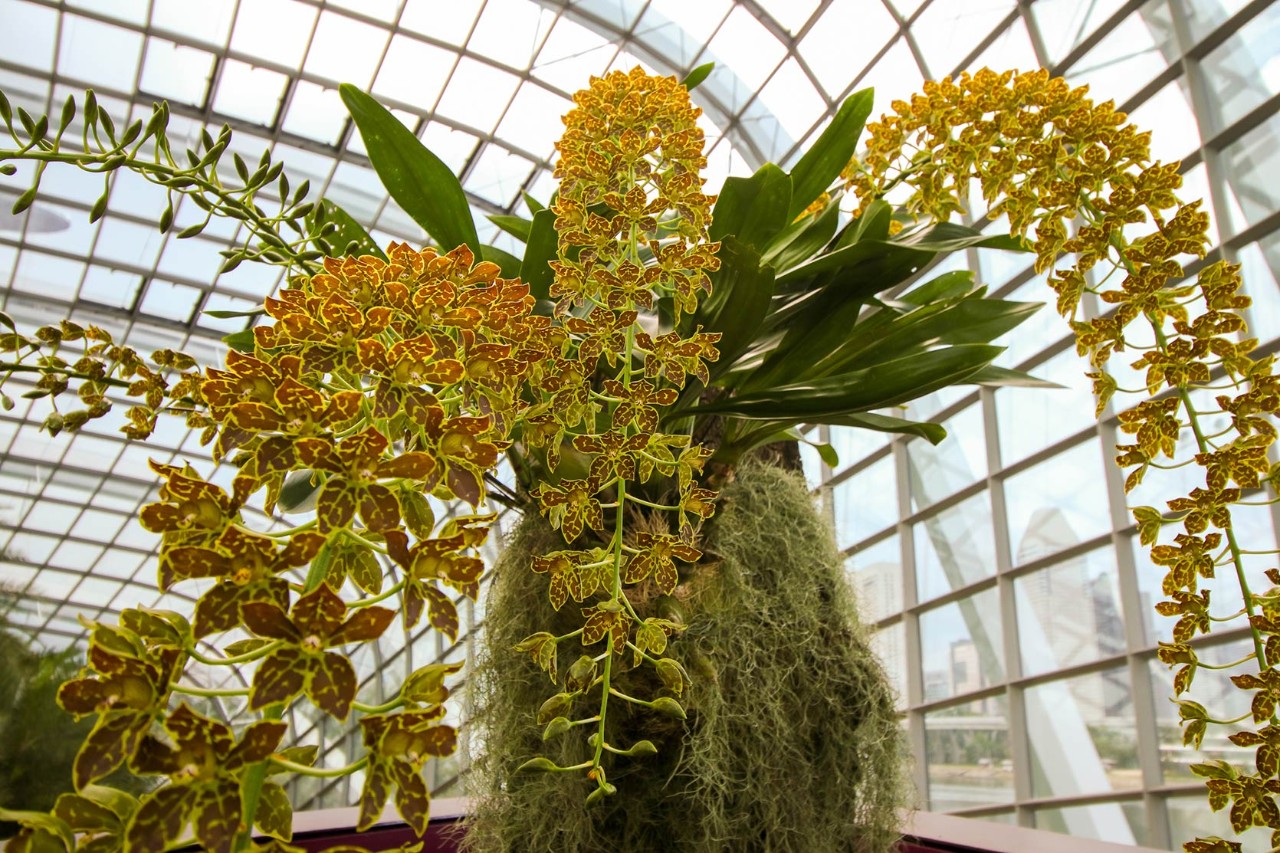  Multiflowered Grammatophyllum at Gardens by the Bay