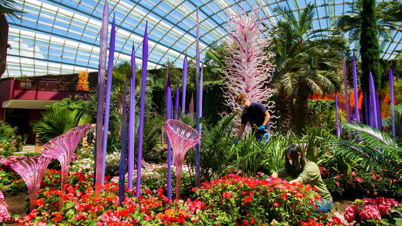 Gardens by the Bay’s horticulturists at work in Flower Dome planting up large bromeliads, palms and African daisies to create an organic landscape of pinkish and purplish hues inspired by Chihuly’s White Tower, Erbium Reeds and Trumpet Flowers, and Neodymium Reeds sculptures.