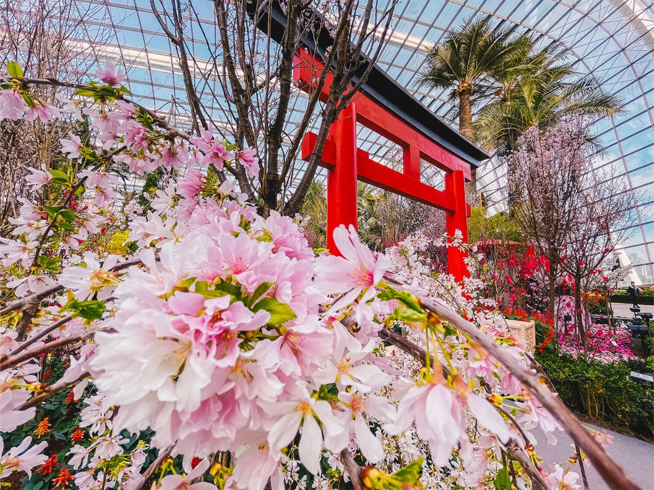 Sakura to continue blooming at Gardens by the Bay