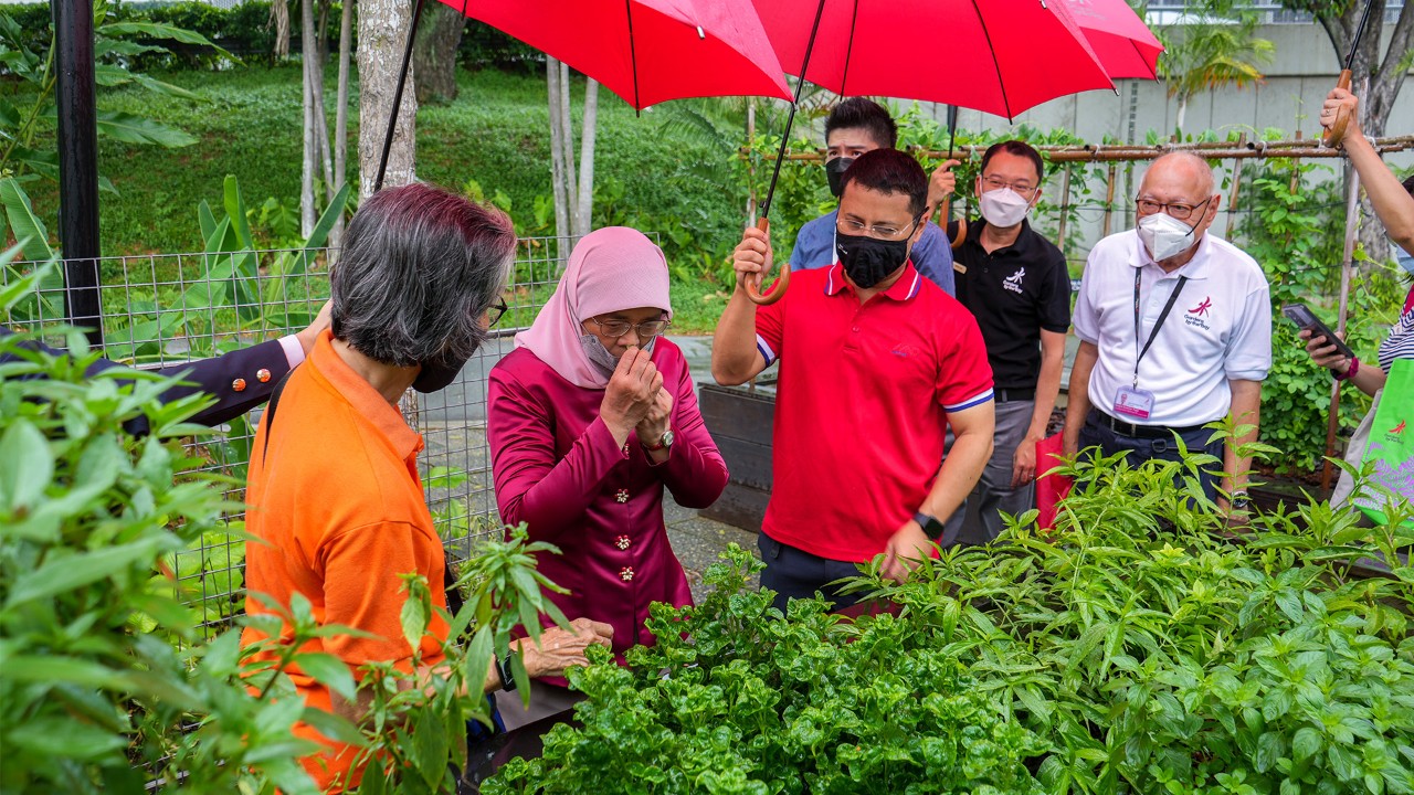 President Halimah Yacob samples the scent of a Sabah Snakegrass (Clinacanthus nutans) cultivated by volunteers at the community garden of Gardens by the Bay's new Active Garden as Minister for National Development Desmond Lee looks on.