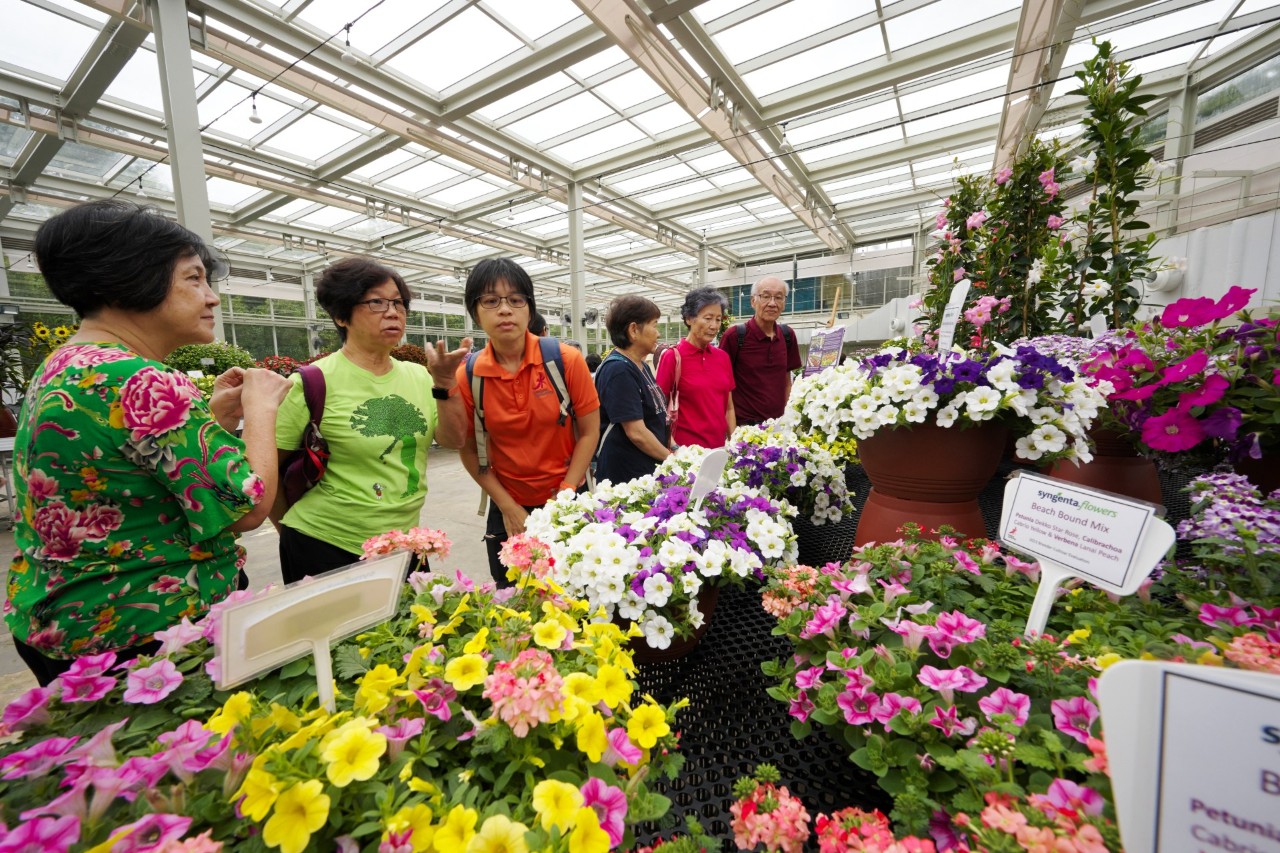 One of the highlights of the behind-the-scenes tour of Gardens by the Bay’s largest research glasshouse was the showcase of plants that were part of this year’s flower trials, which people can cast their vote for to elect as the People’s Choice plant to be displayed in Flower Dome next year. 